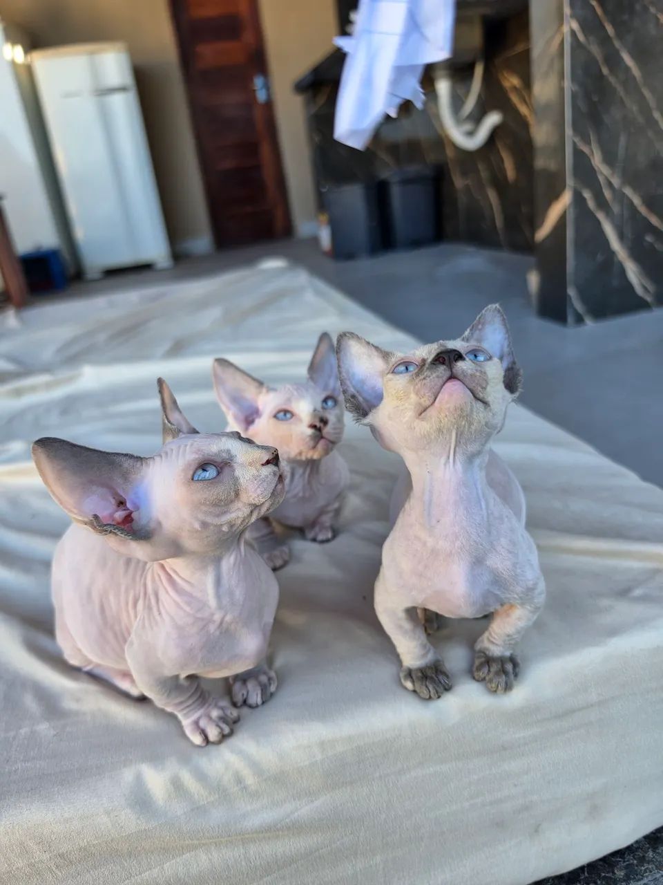 Sphynx bambina  - Foto 5