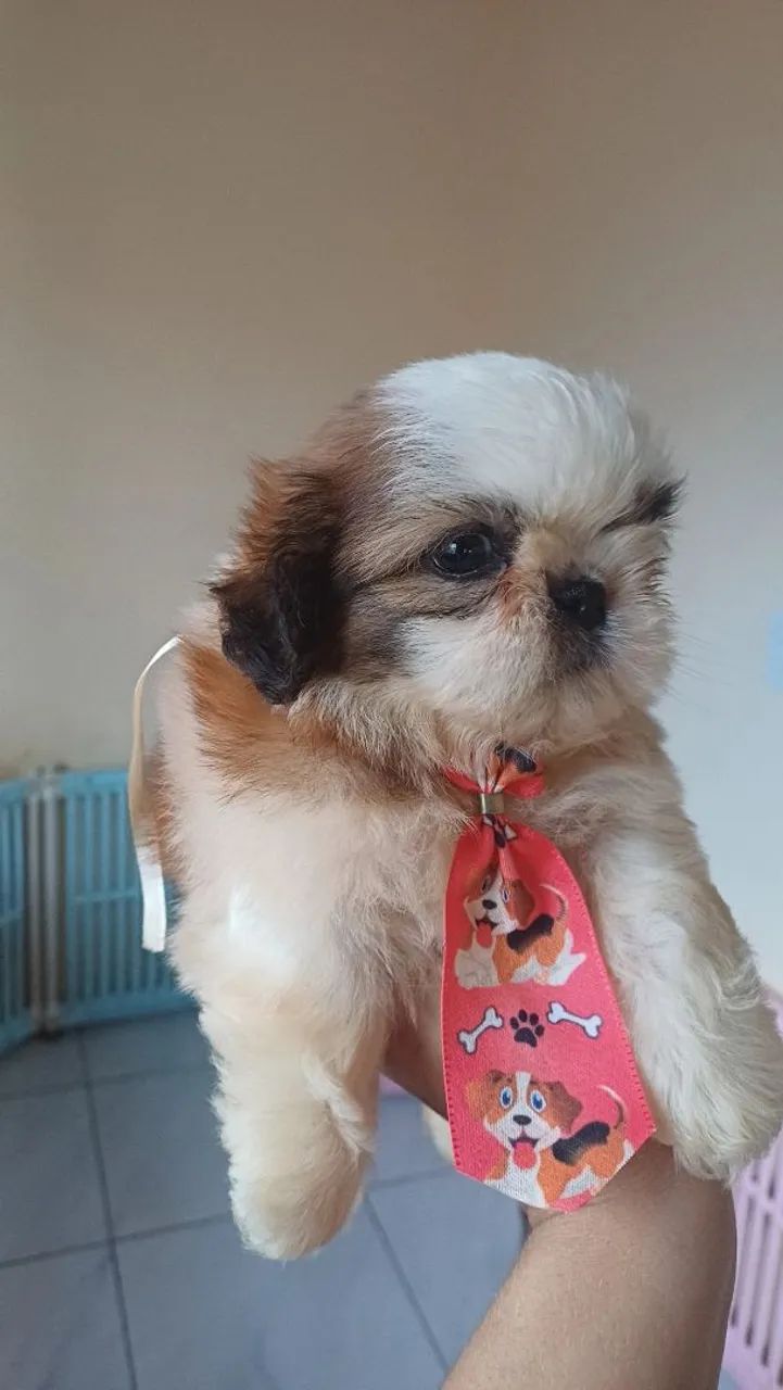 Shihtzu mini macho - Foto 3