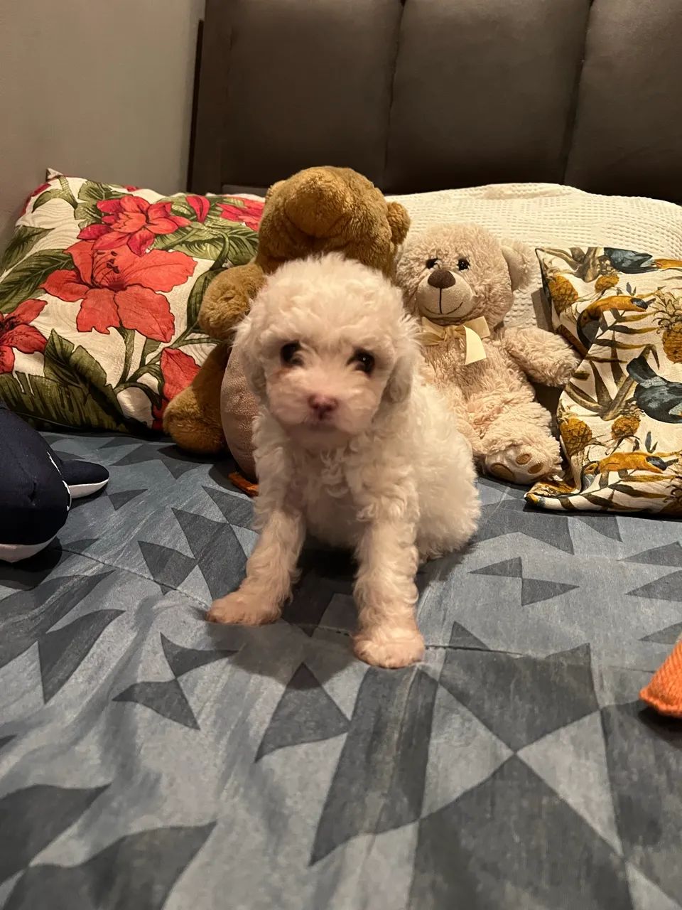 Poodle fêmea toy.