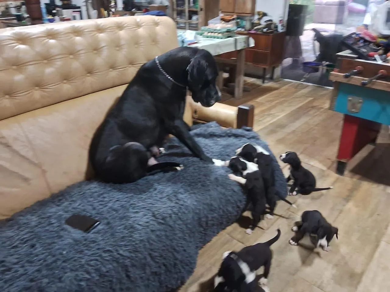 Vendo filhotes de dog alemão