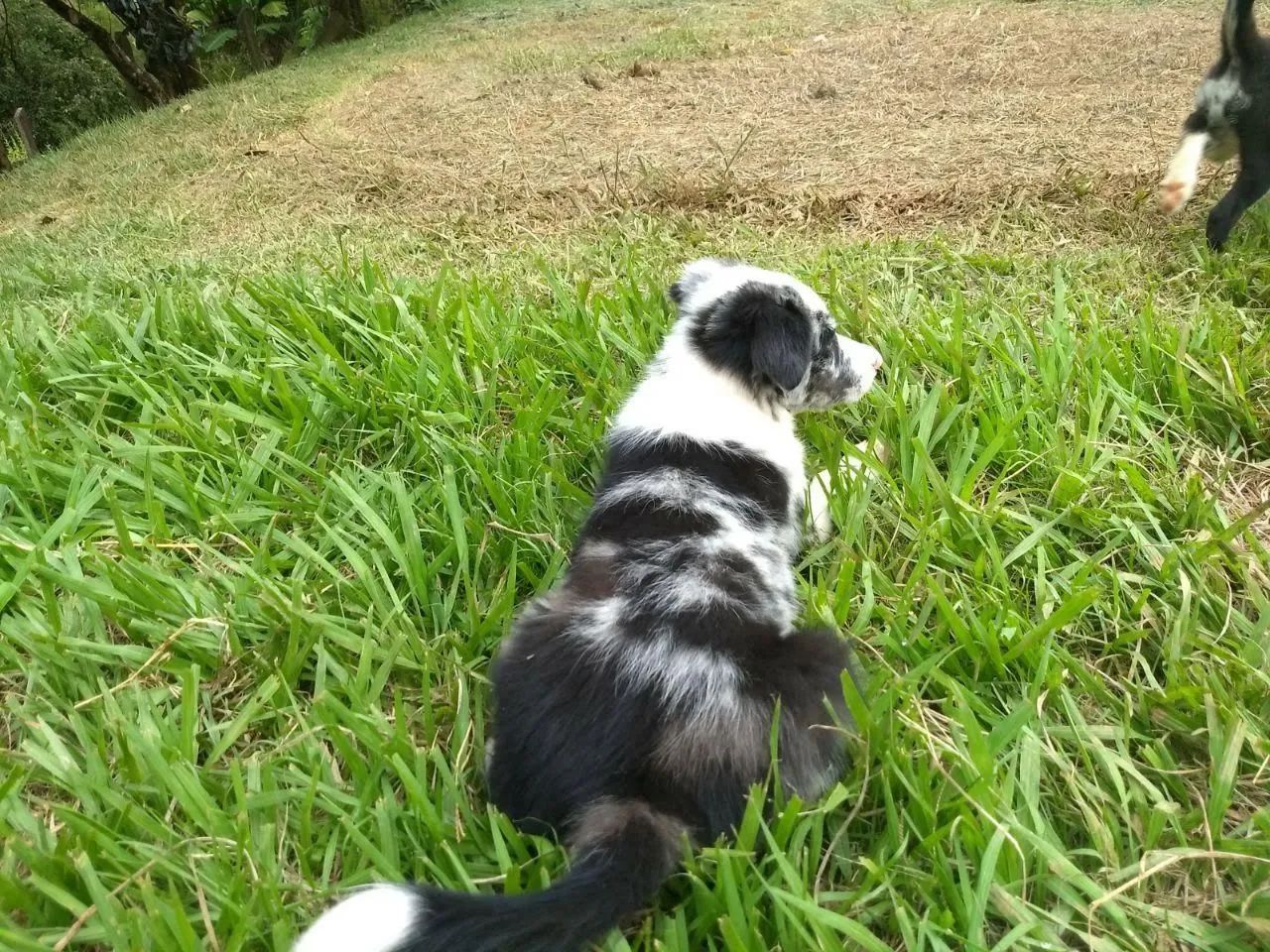 Border Collie macho  - Foto 3