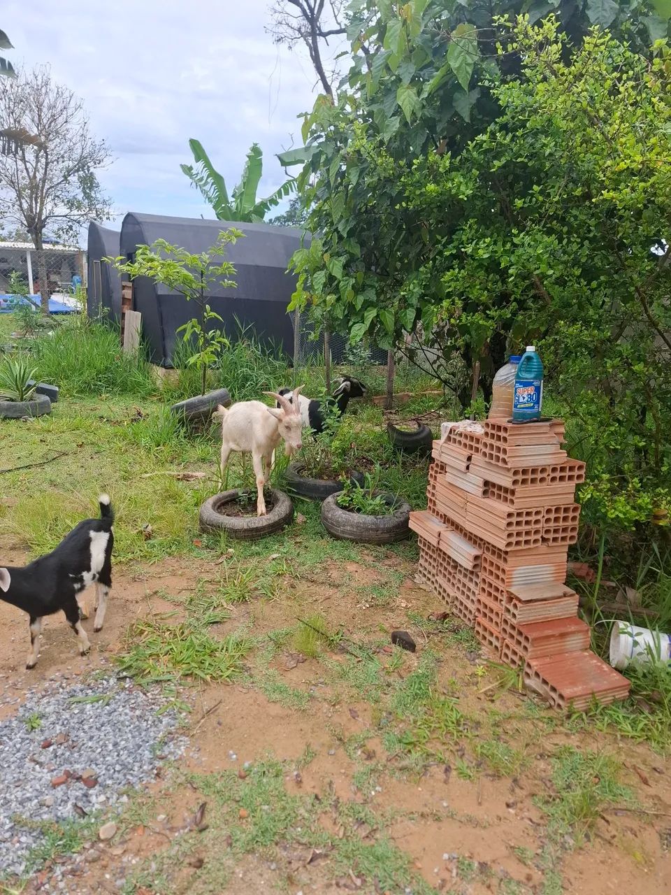 Vendo bode, cabra e cabrito - Foto 2