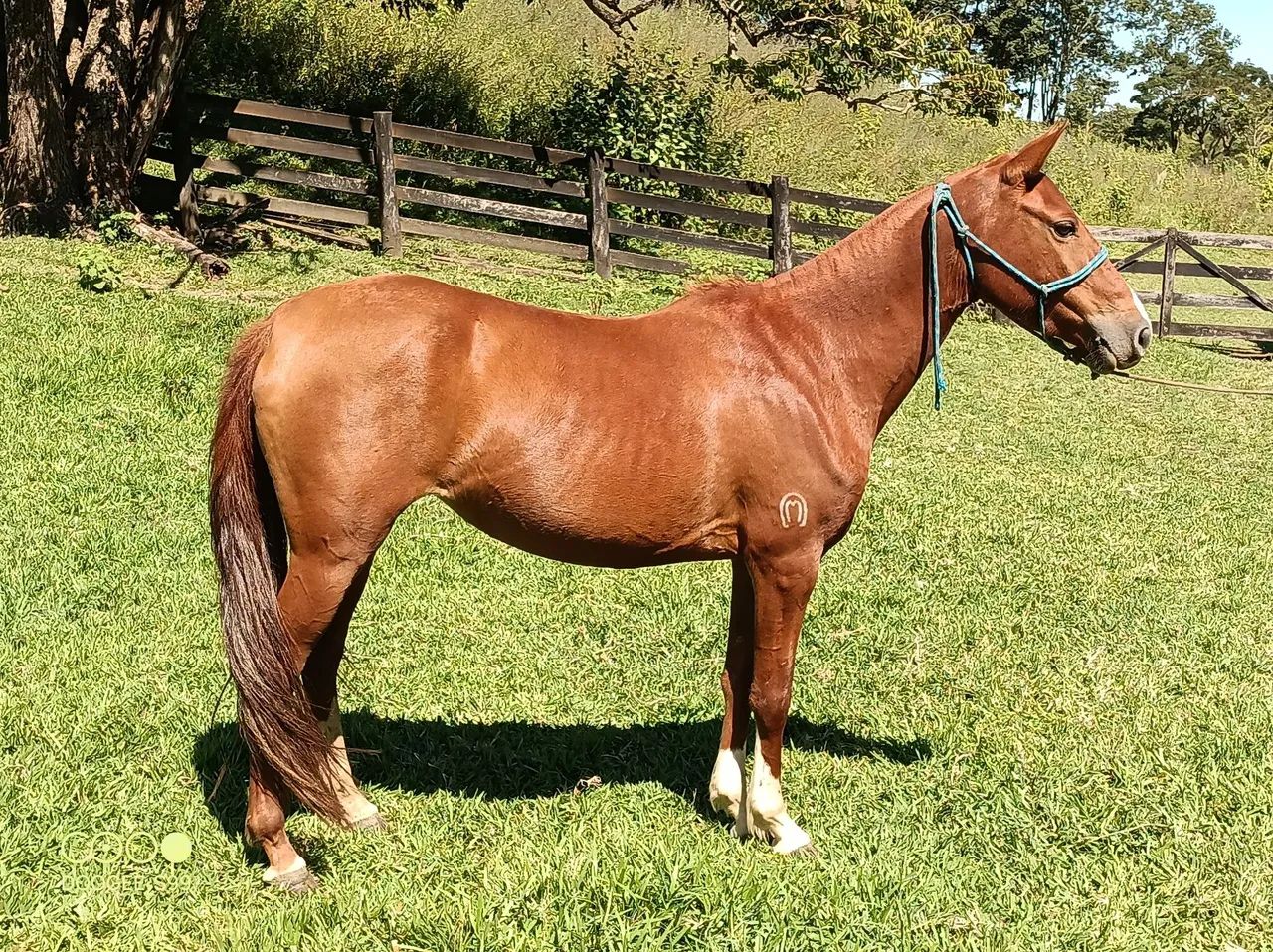 Mangalarga Marchador potra