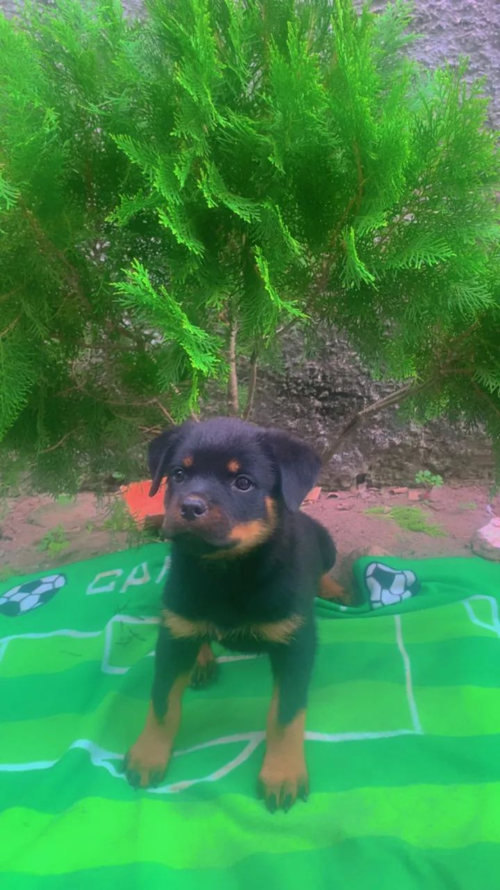 Rottweiler  - Foto 2