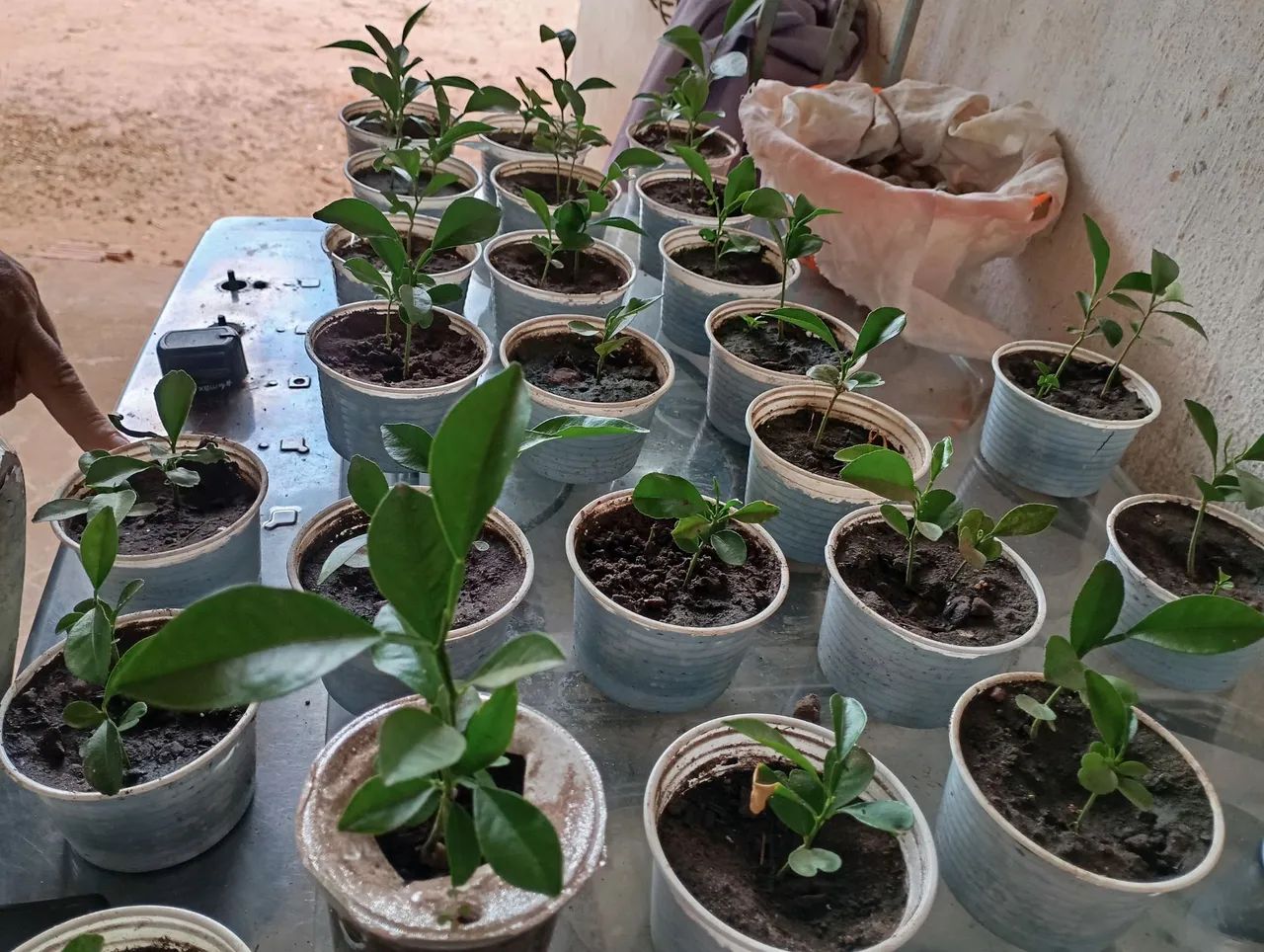 Vendo muda de laranja, coco, abacates etc.. - Foto 2