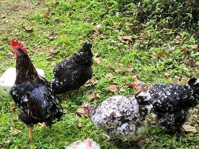Pinto galinha gsb, balao  - Foto 3