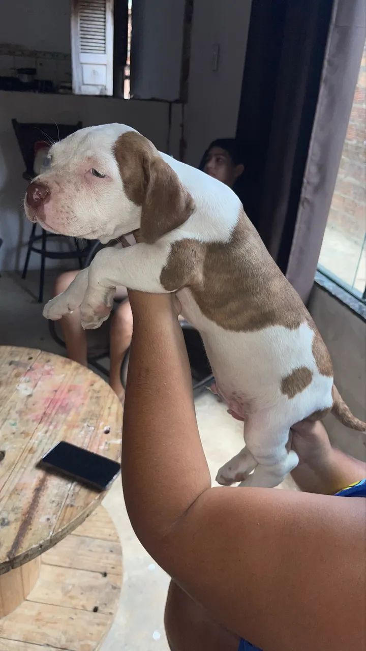Pitbull puro monster  - Foto 2