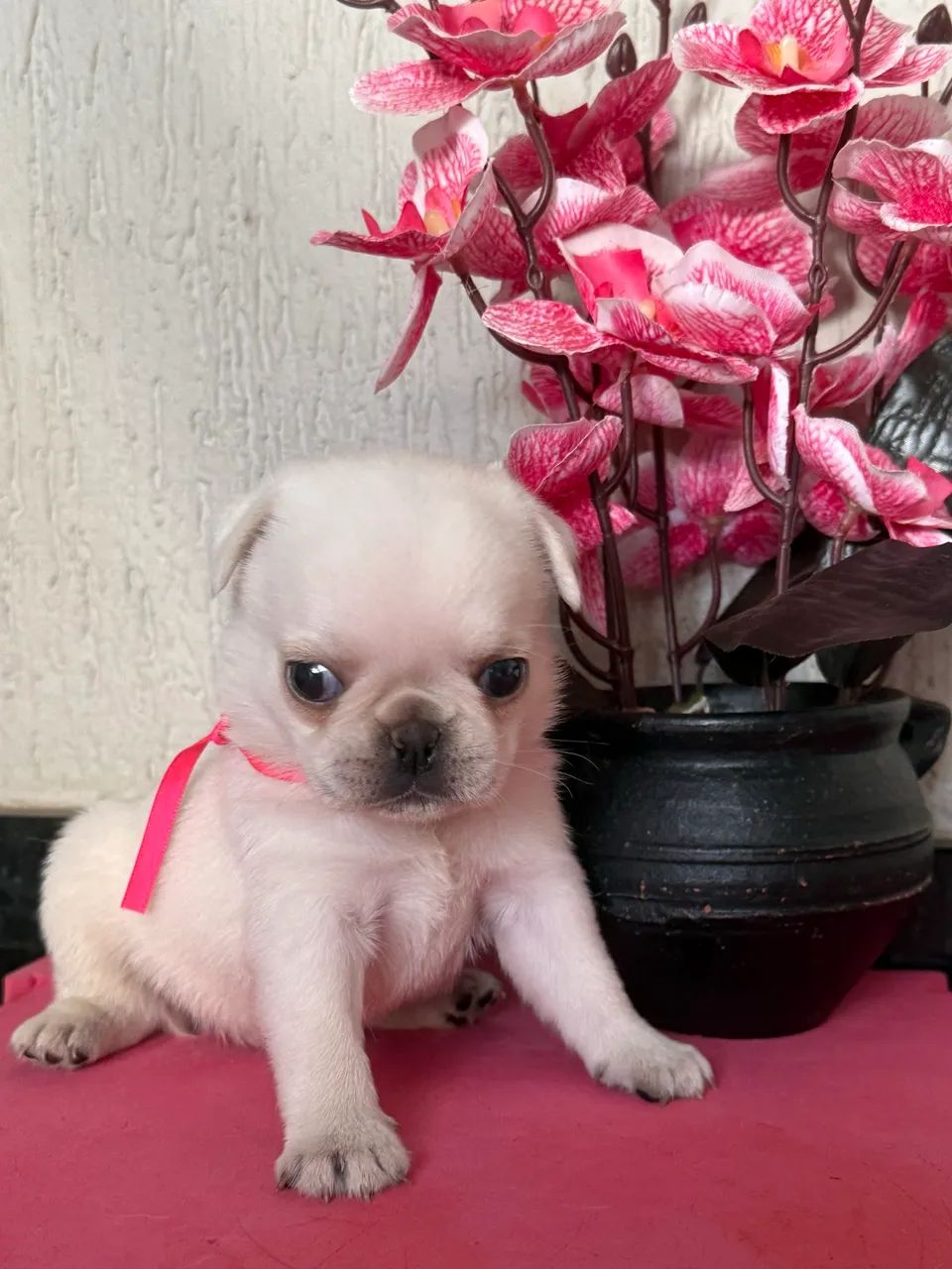 Pug com pedigree ( fêmea )