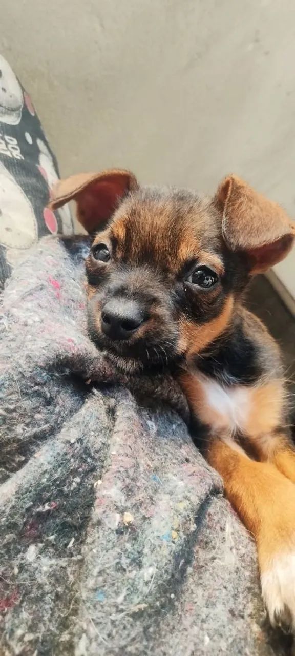 ? Informações sobre o cachorro: - Foto 4