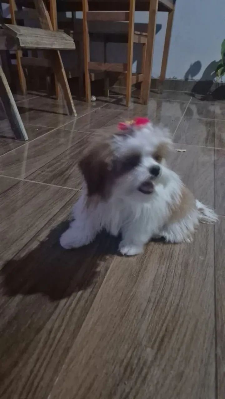 Shih tzu Mine 