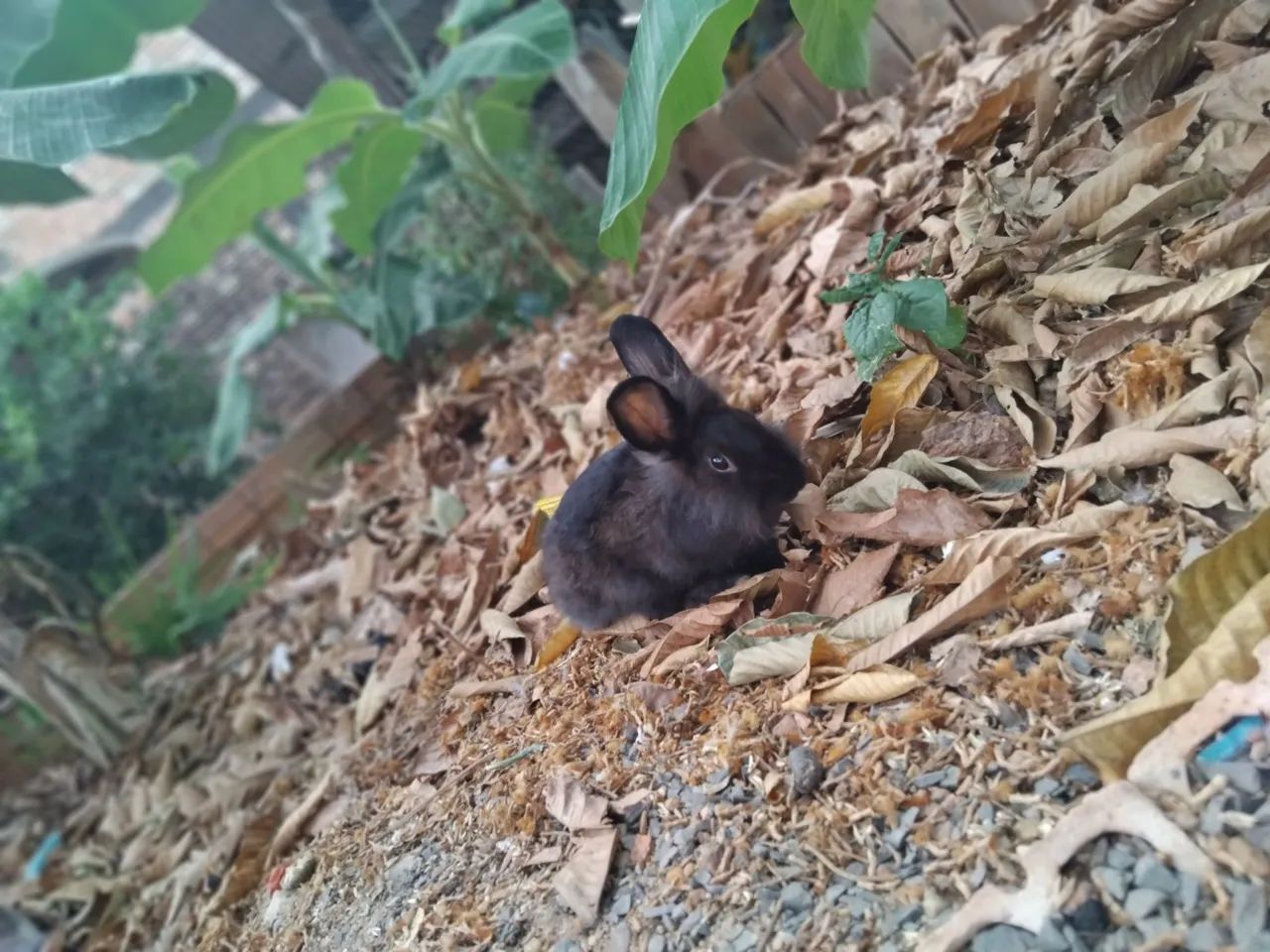 Coelho macho 