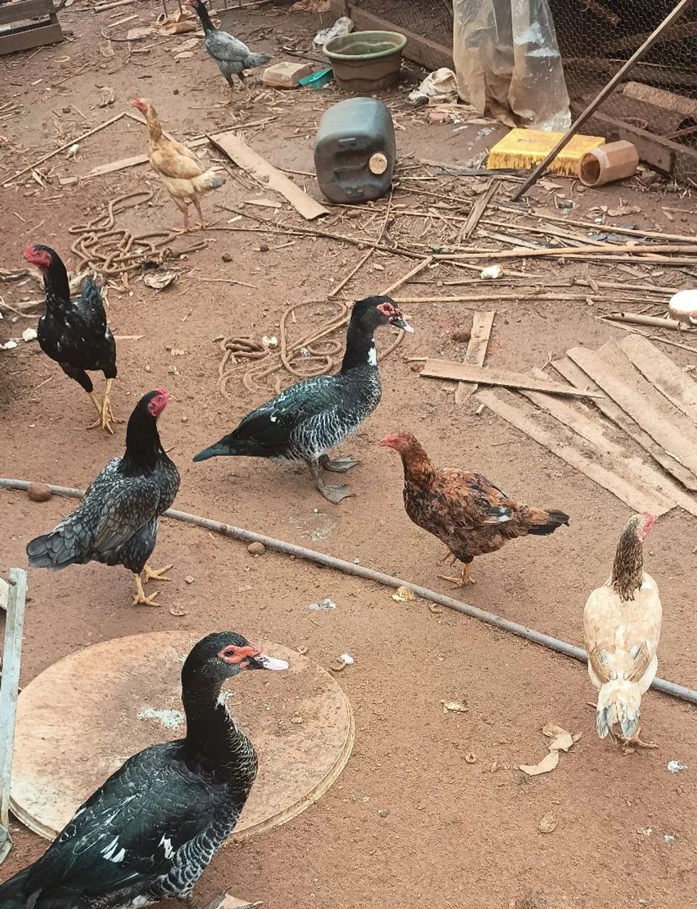 Vendo frango e galinha - Foto 3