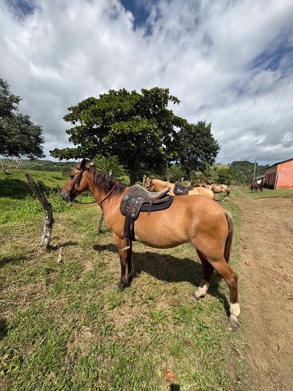 ÉGUA MANSA PRA MULHER E CRIANÇA 