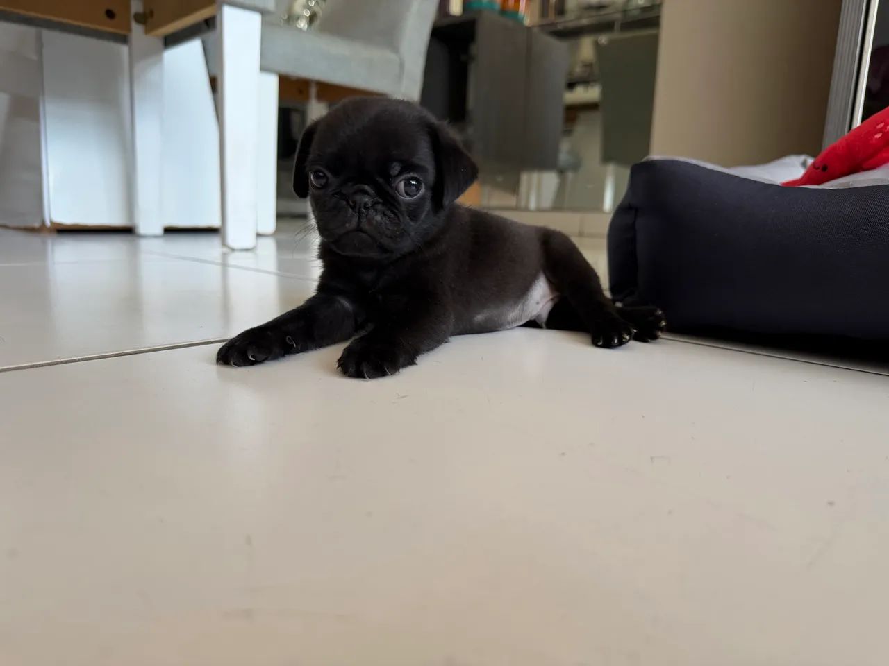 ? PUG PRETO ? LINDO E RARO! ? Macho  - Foto 3