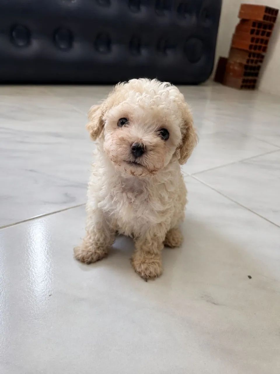 Poodle toy - Foto 2