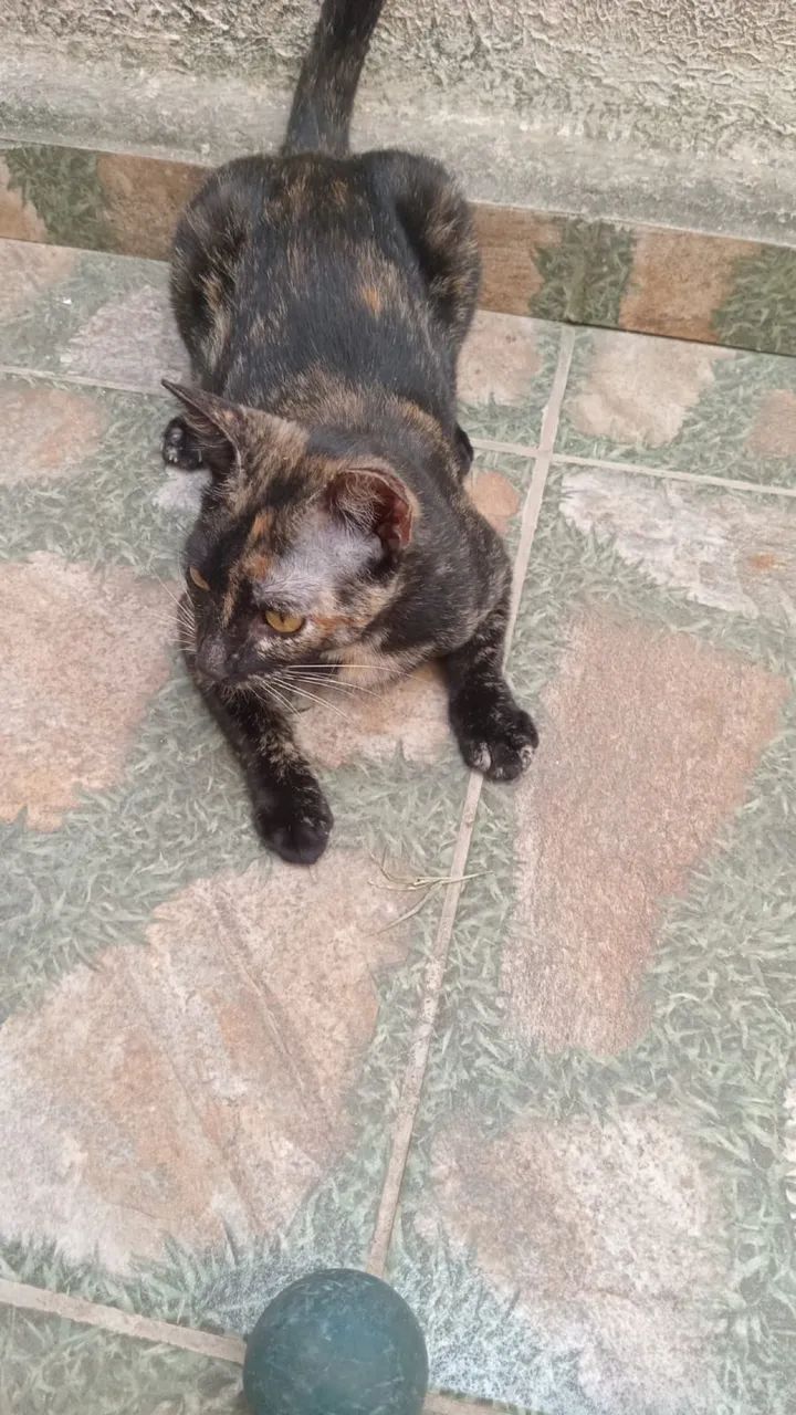 Adote Mia