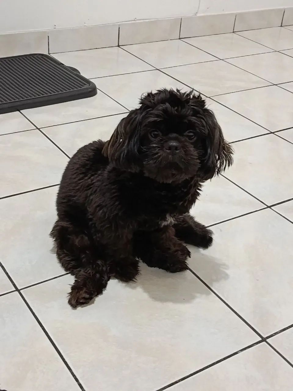 Shihtzu macho - Foto 3