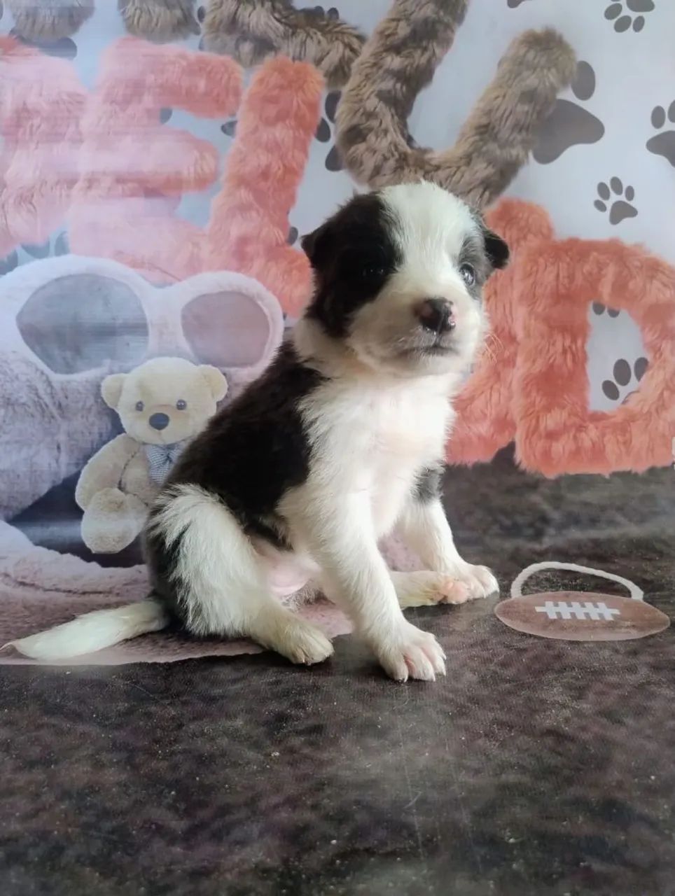 Border Collie blue merle e preto branco  - Foto 5