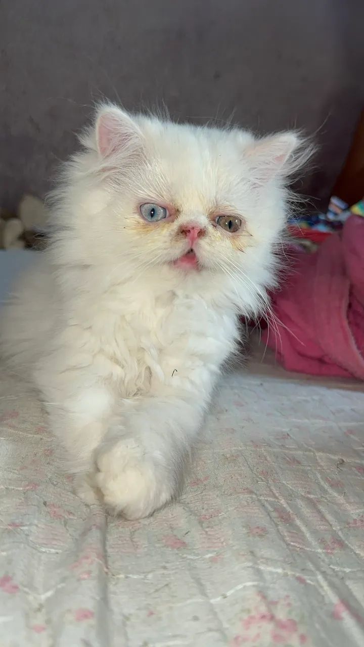 Gato Persa - Foto 3