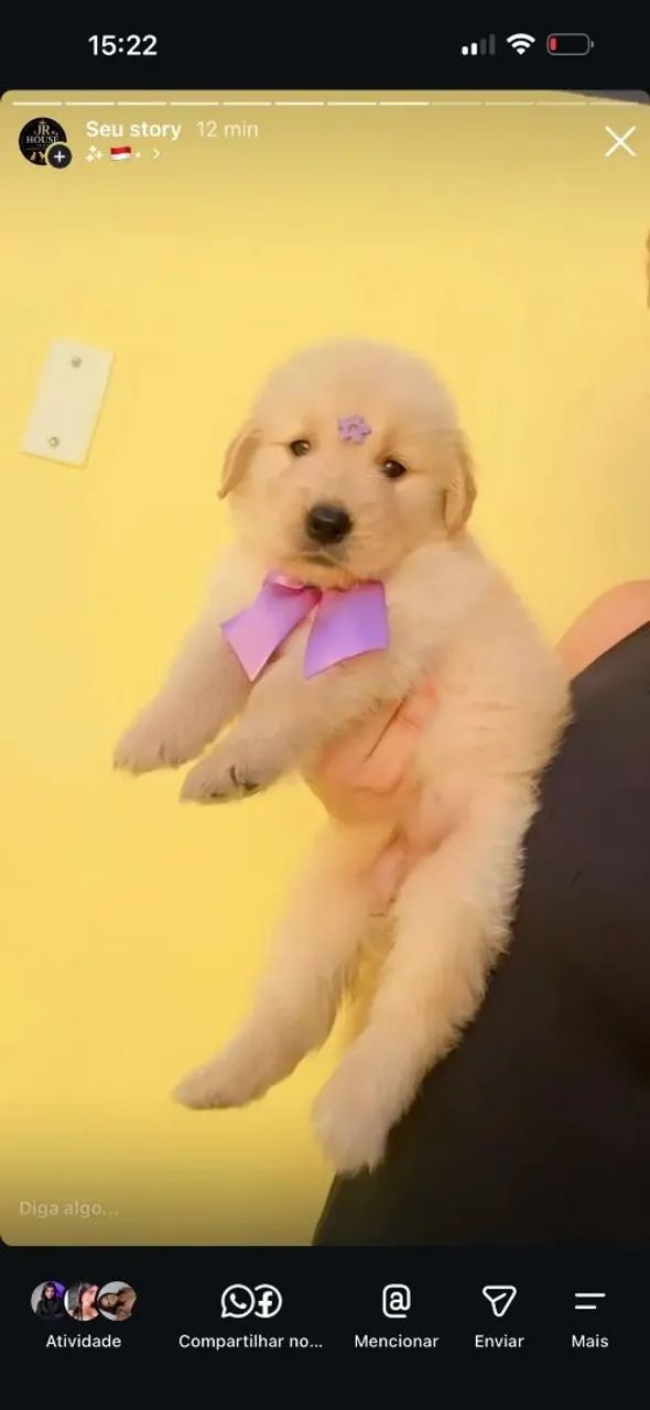 Golden retriever com pedigree  - Foto 4