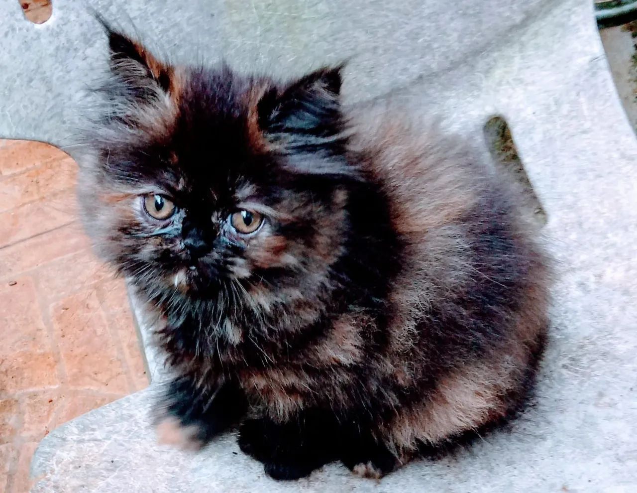 Gatinha Persa 