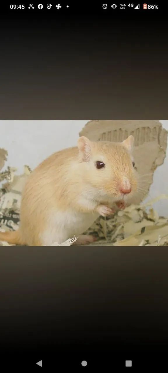 Gerbil / Esquilo da Mongólia 