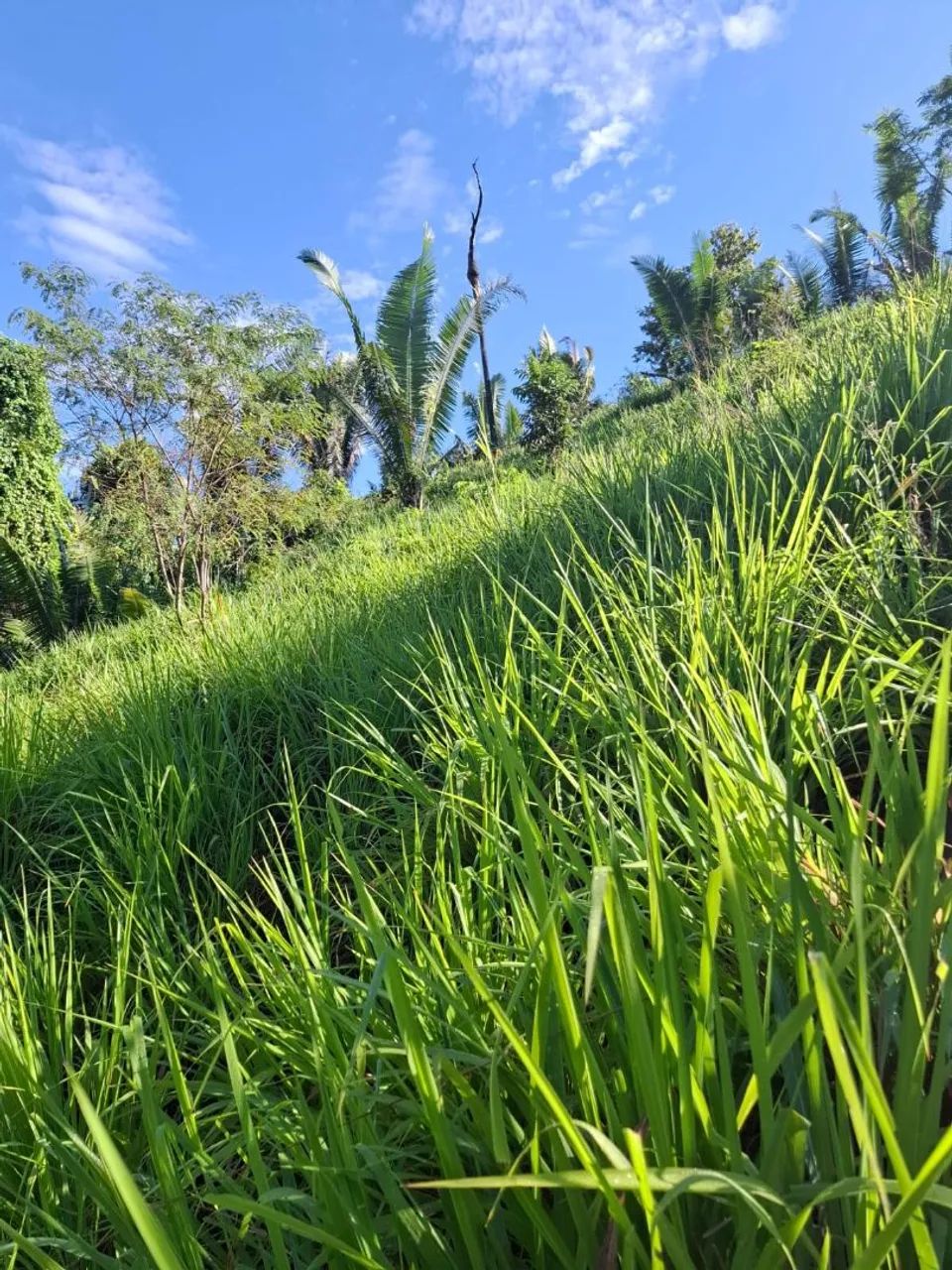 Vende-se essa terra  - Foto 5