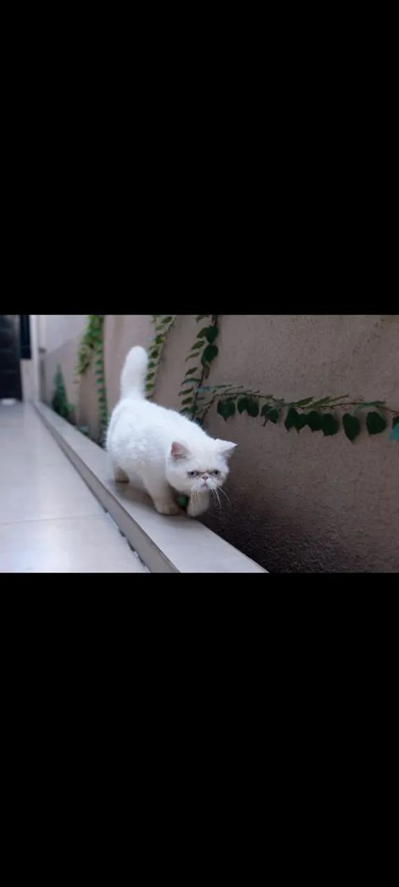 Gatos - Foto 5
