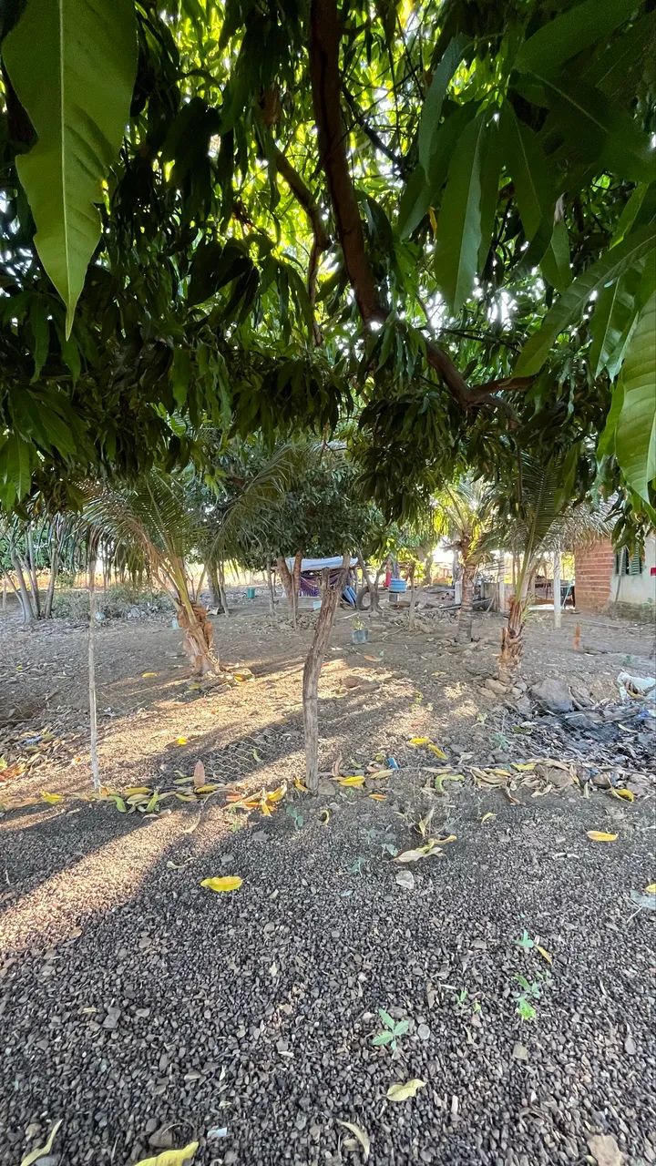 Chácara à venda próximo a Barrolândia-TO | Casa, pomar formado e excelente localização - Foto 6