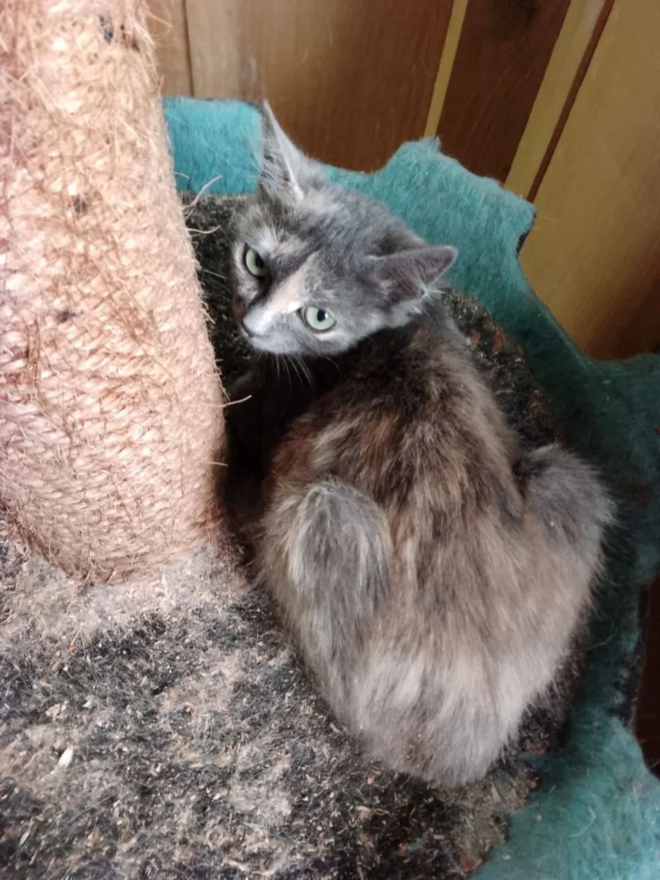 Doação gatinha  - Foto 5