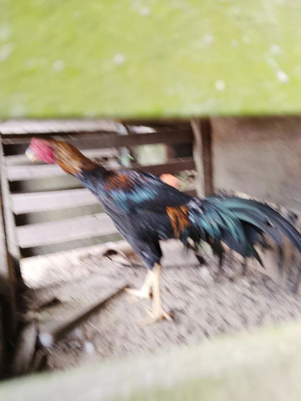 Frango Preto - Foto 4