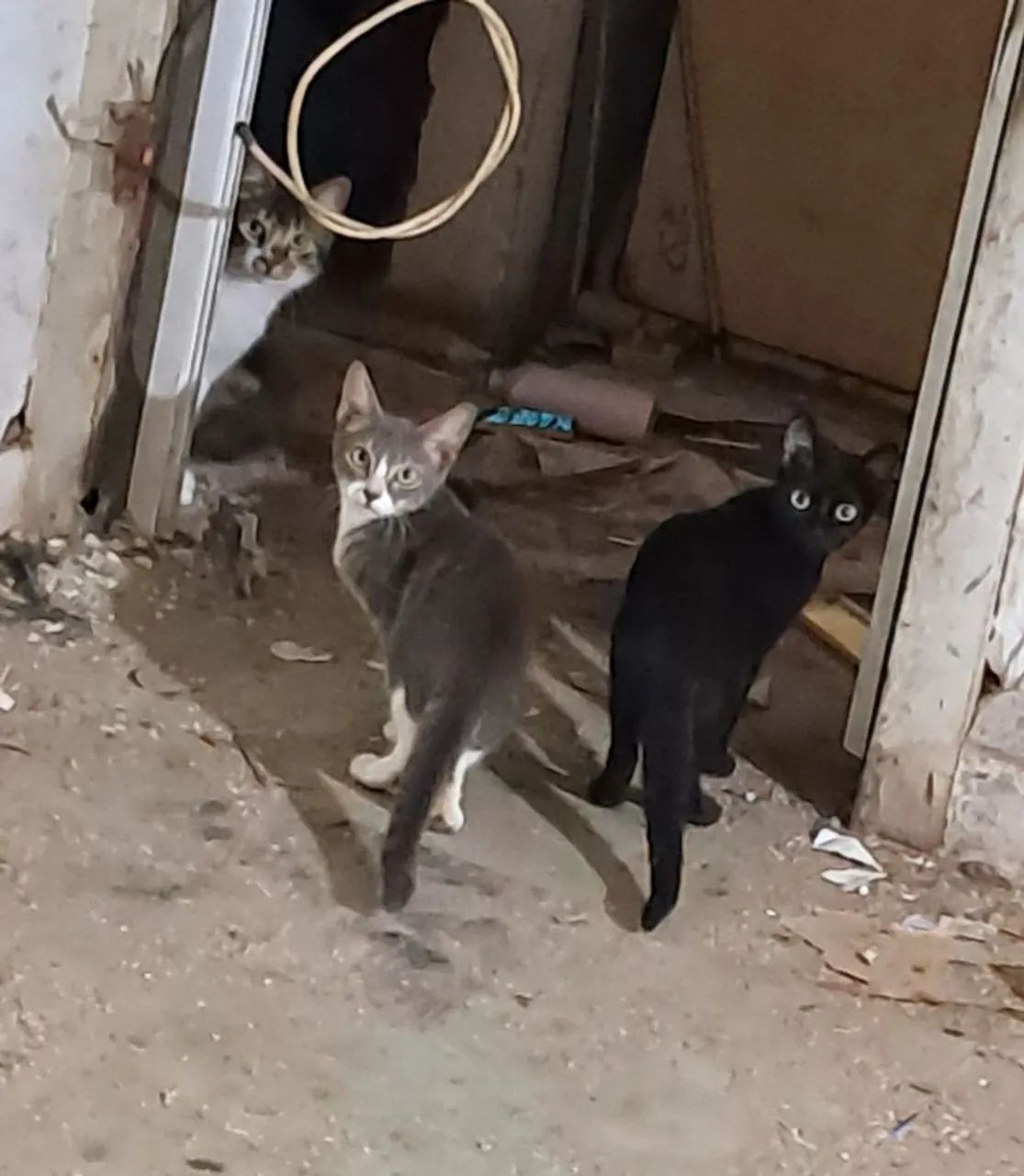 Doação gatos - Foto 2