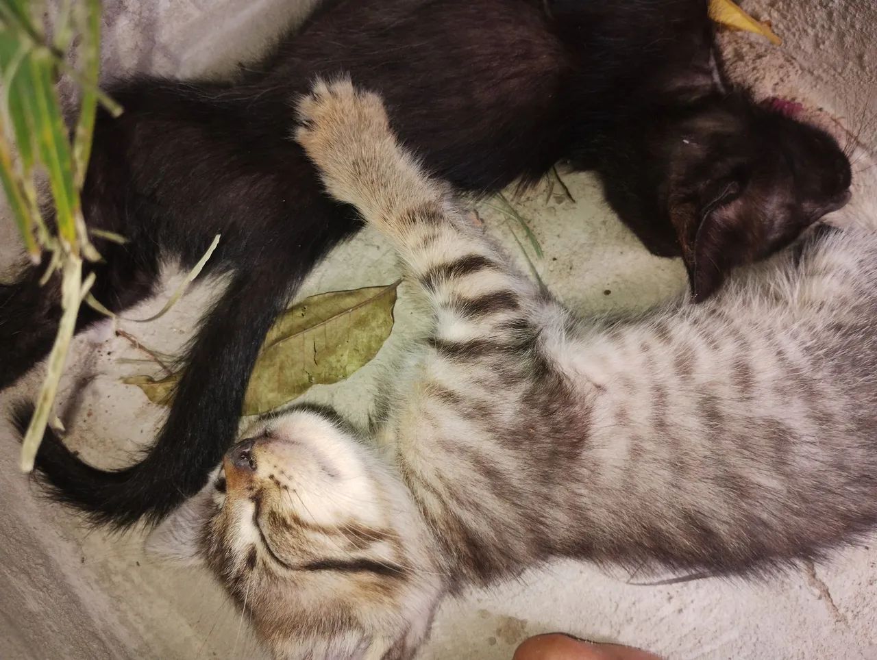 Gatos  - Foto 2