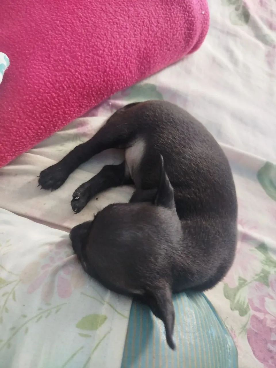 PINSCHER  - Foto 2