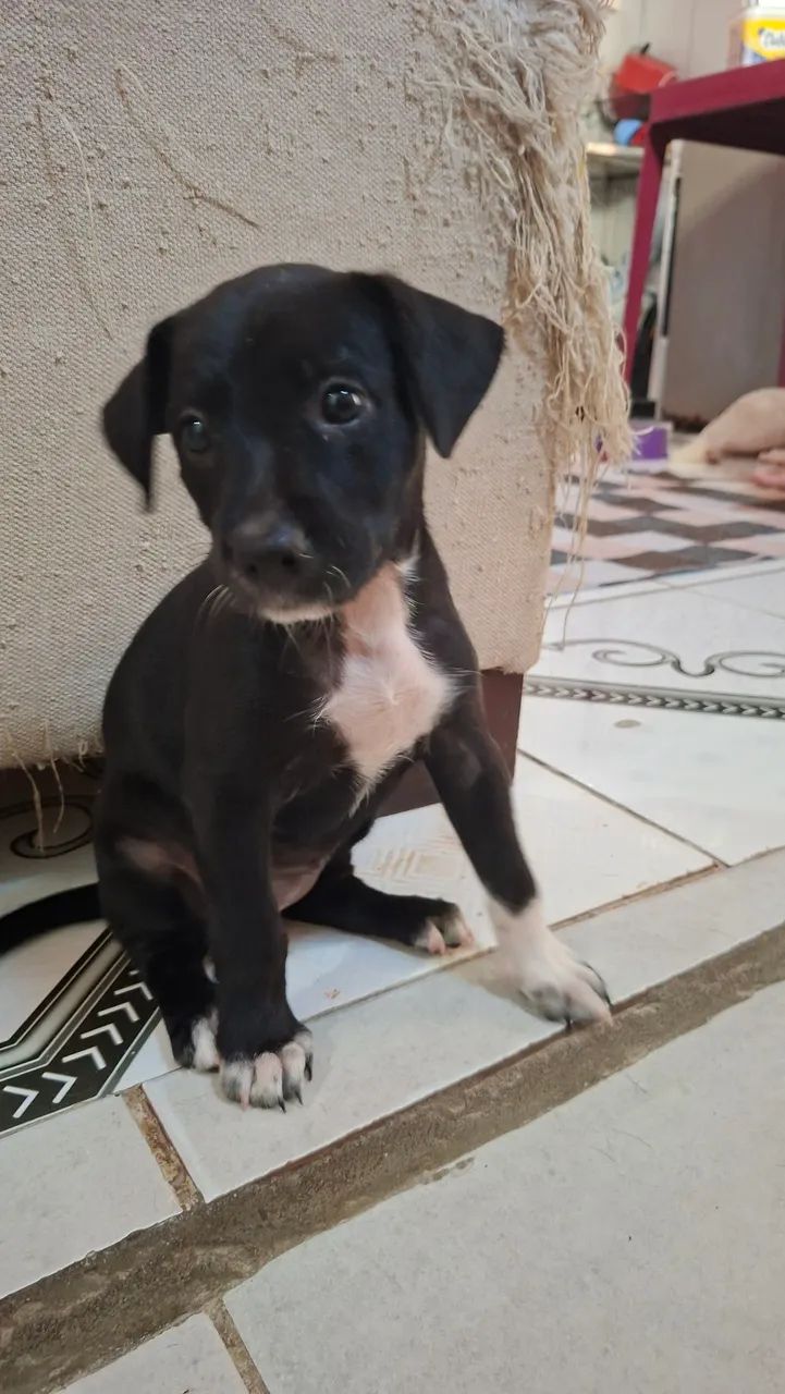 Doação de cachorro - Foto 4