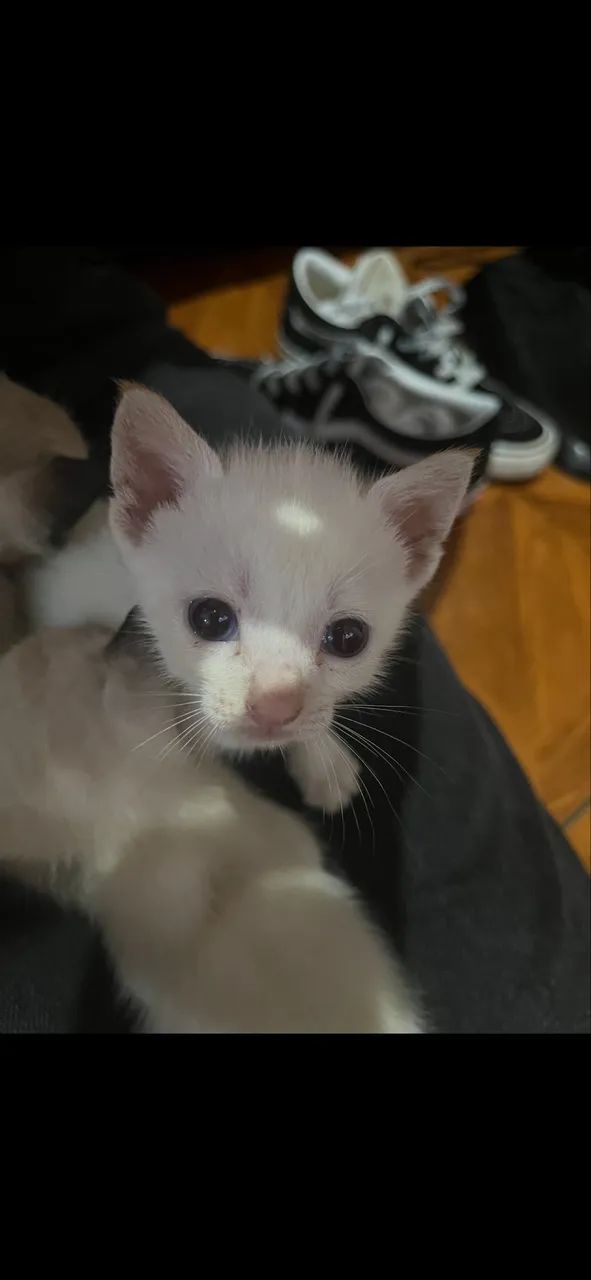 Estou doando esses gatinhos - Foto 4