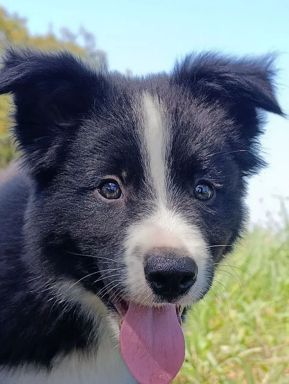 Border Collie  - Foto 3