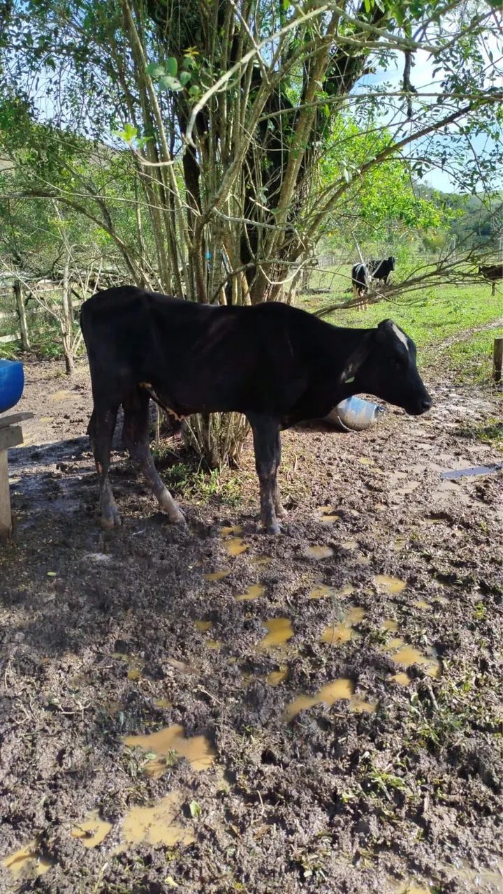 Bezerro macho