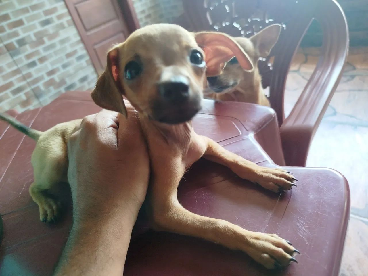 Cachorro Pinscher - 01 - Foto 2