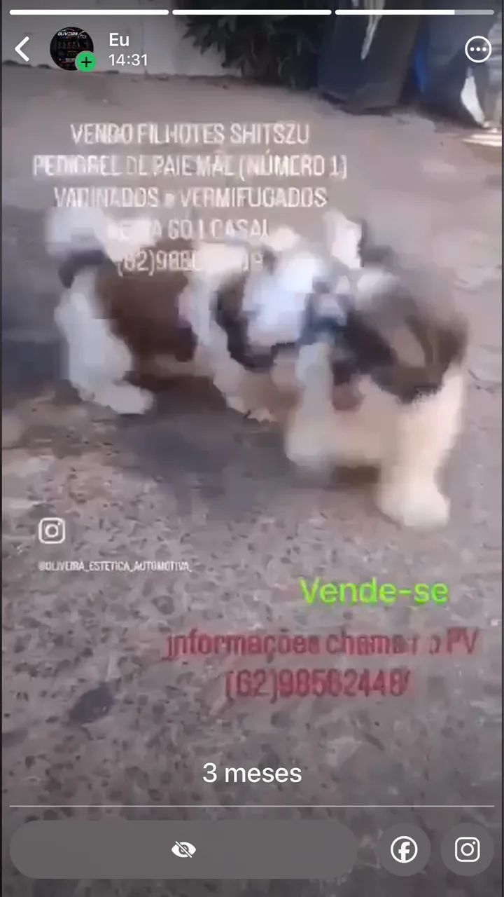 Vende-se shitszu  - Foto 4