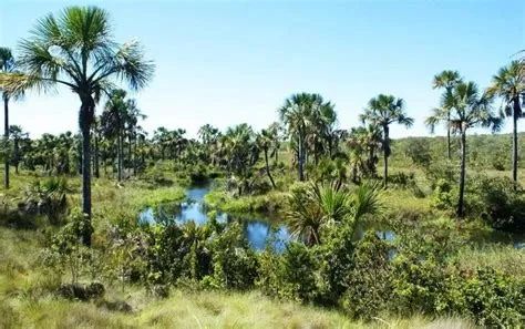 FAZENDA CHAPADA GAÚCHA