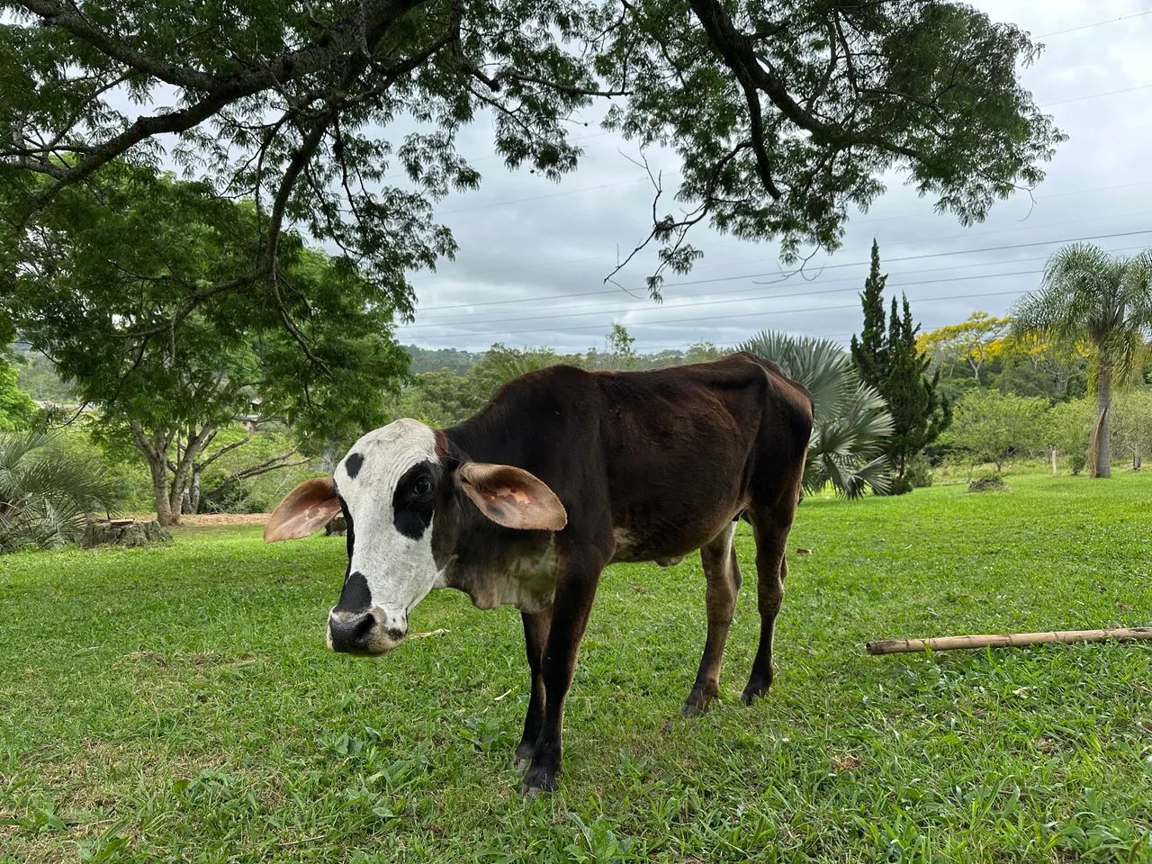 Novilha vendo ou troco por treineiros - Foto 3