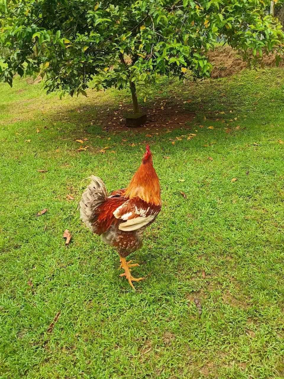 Frango GSB Balão  - Foto 2