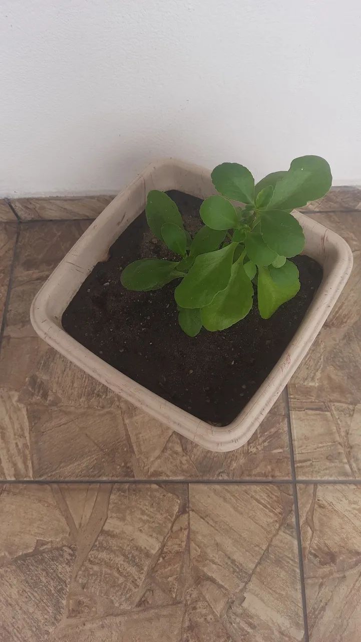 Vaso de Plantas - Foto 3