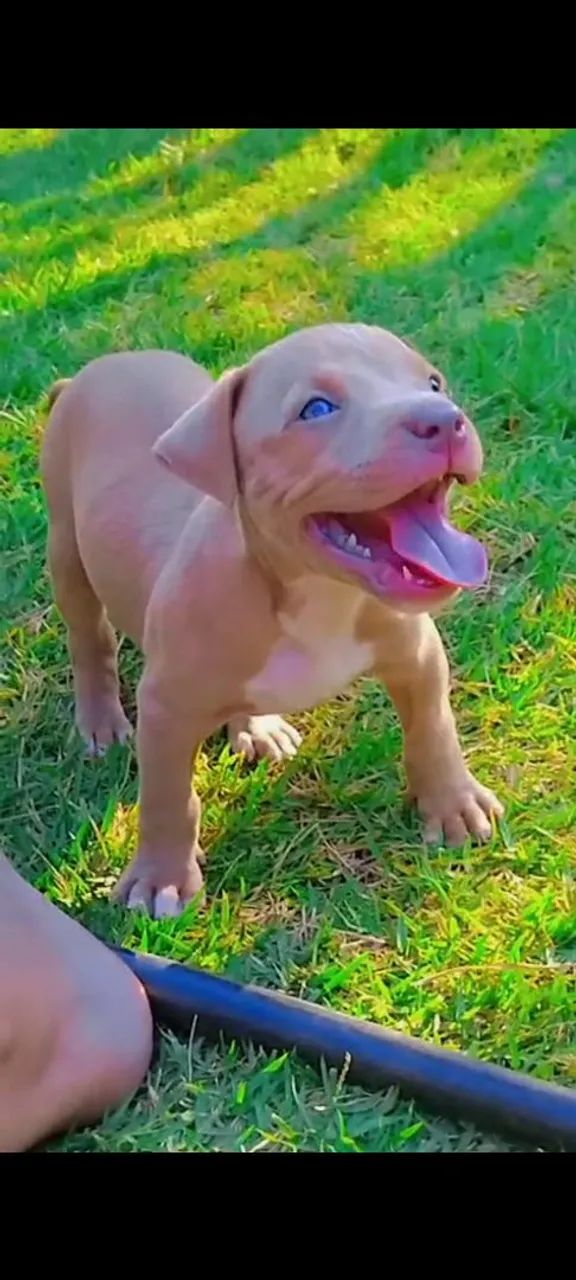 Animais  - Foto 4