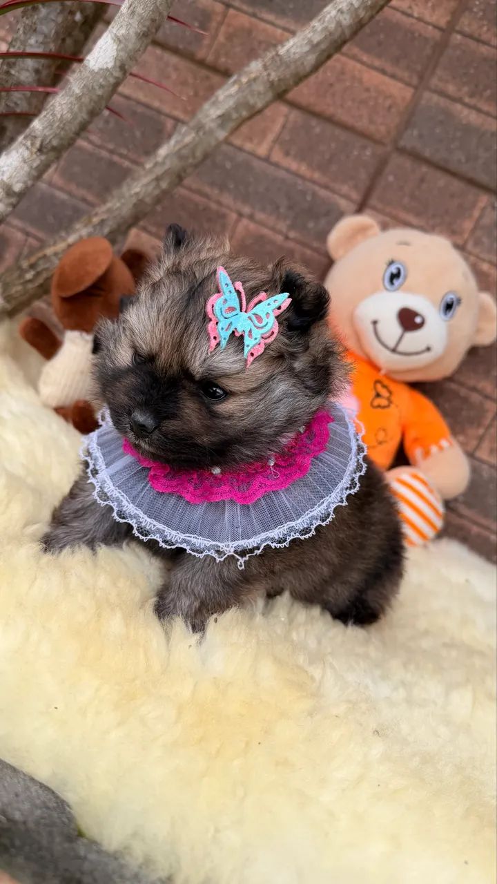 Lulu da Pomerania!! - Foto 2