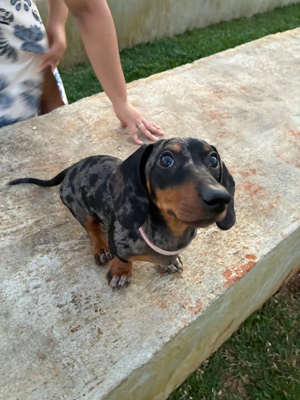 Salsicha basset mofado - Foto 4