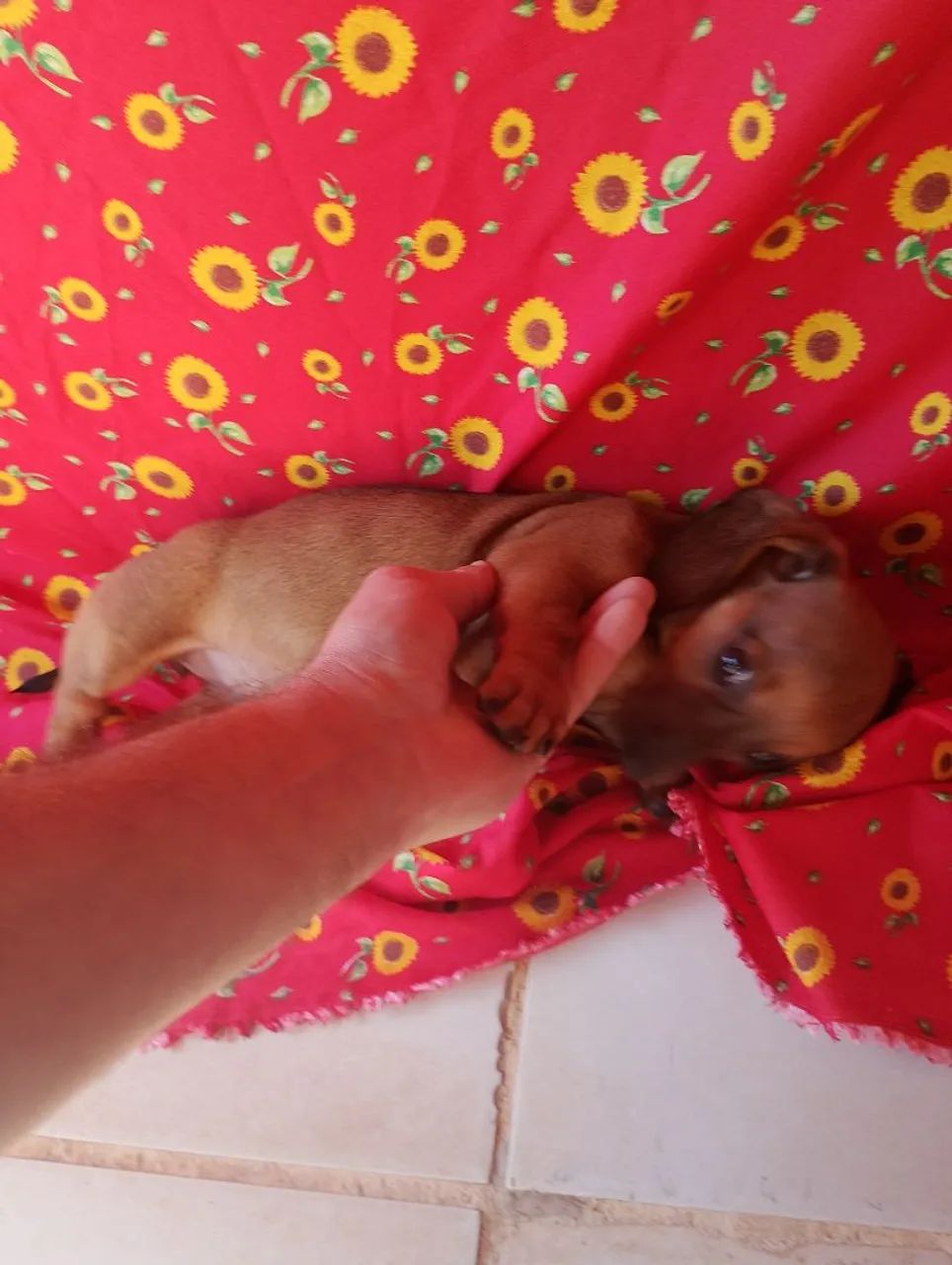 Dachshund femea - Foto 5