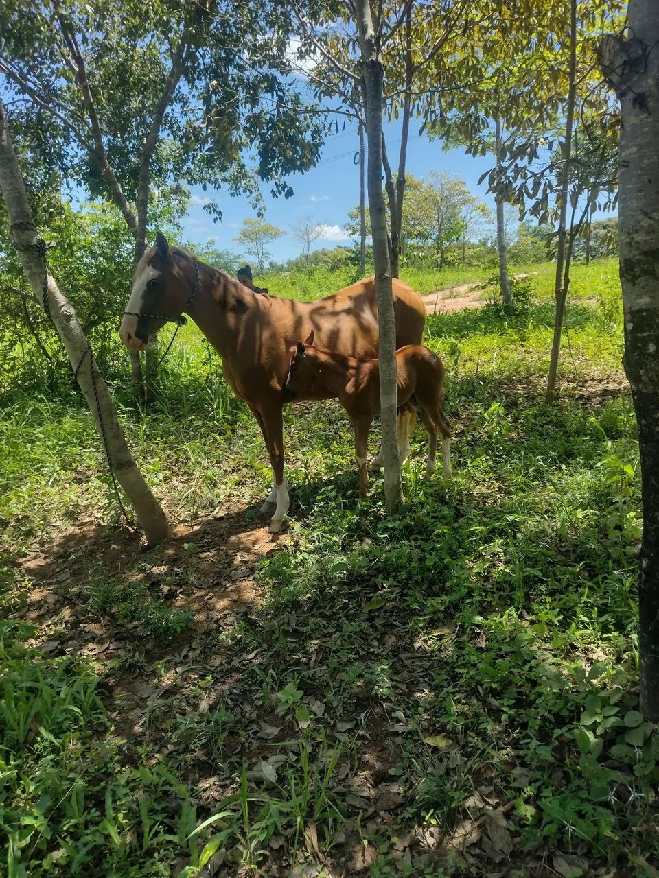 mais informações chama no WhatsApp  - Foto 3