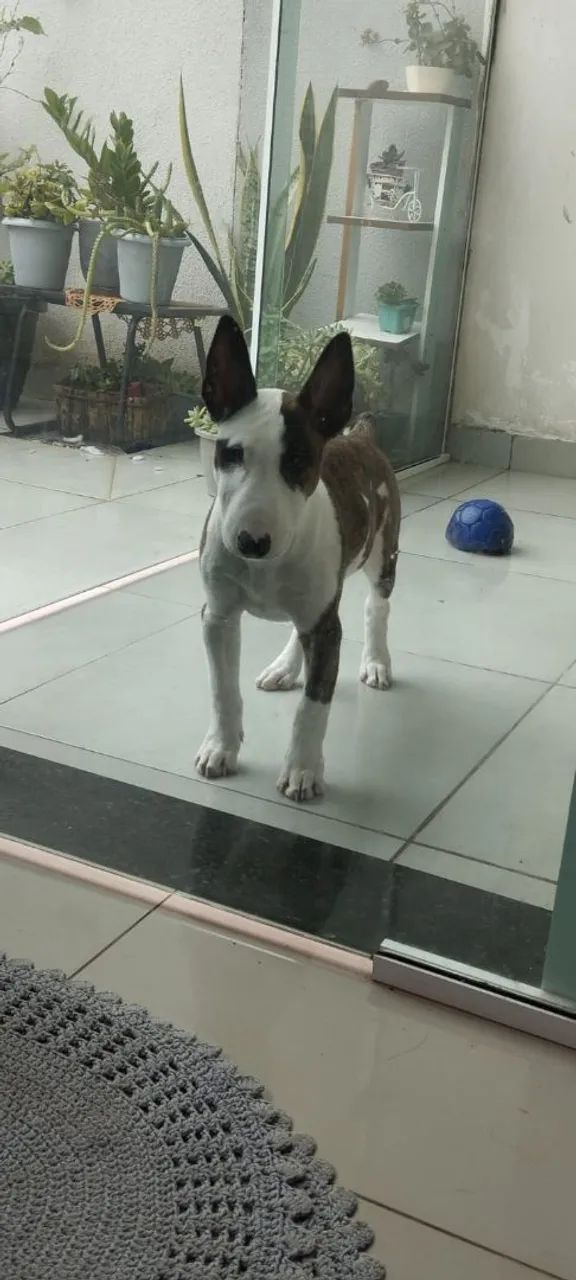 Vendo Bull terrier  - Foto 4